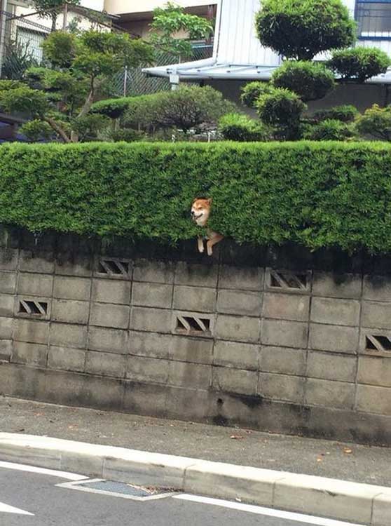 Hilarious! Shiba inu gets stuck in bushes