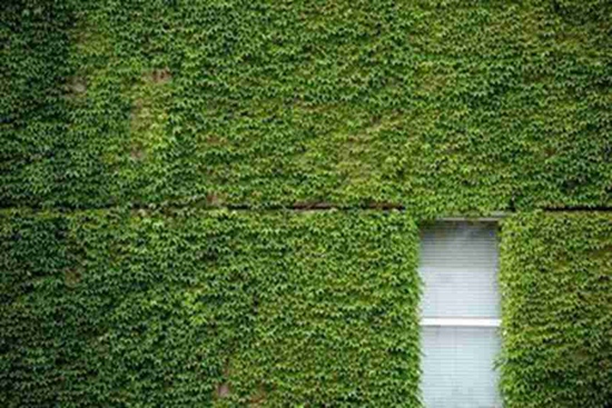 Ivy-covered house witnesses love of 23 years