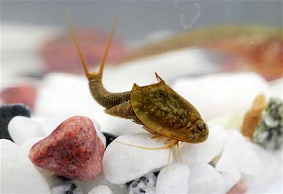 Ancient species contemporary with dinosaur found in Chengdu