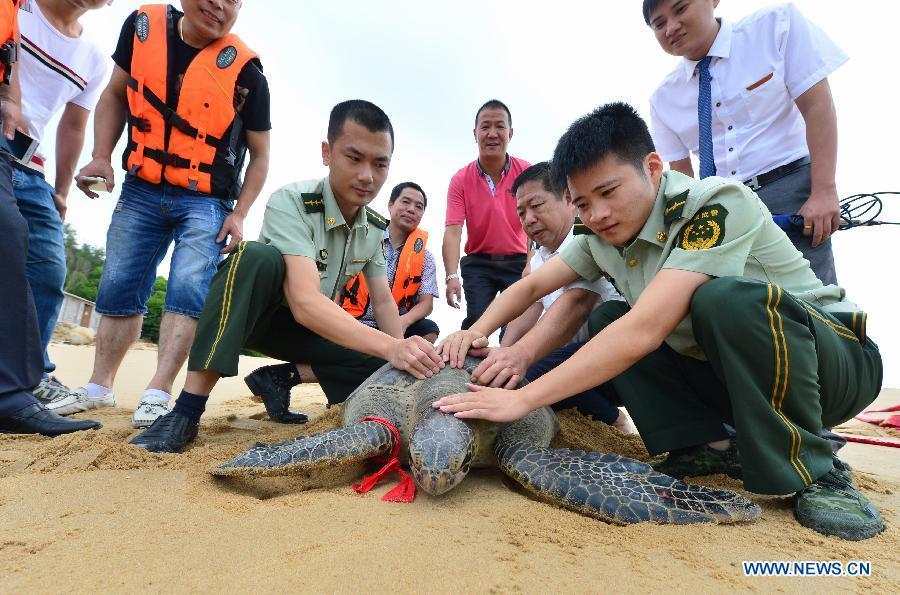 Accidentally-caught green turtle released to sea in Fujian