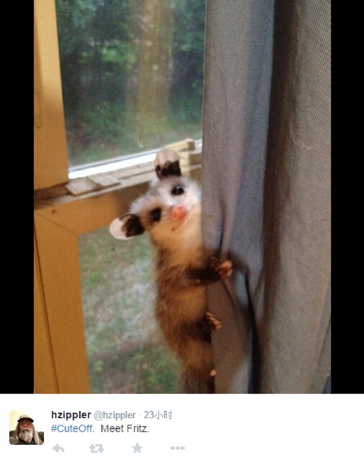 Forget selfies, now 'Cute Off' pics hit Internet