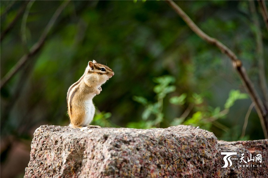 Lovely squirrels in the park