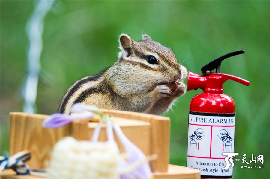 Lovely squirrels in the park