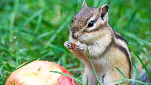 Lovely squirrels in the park