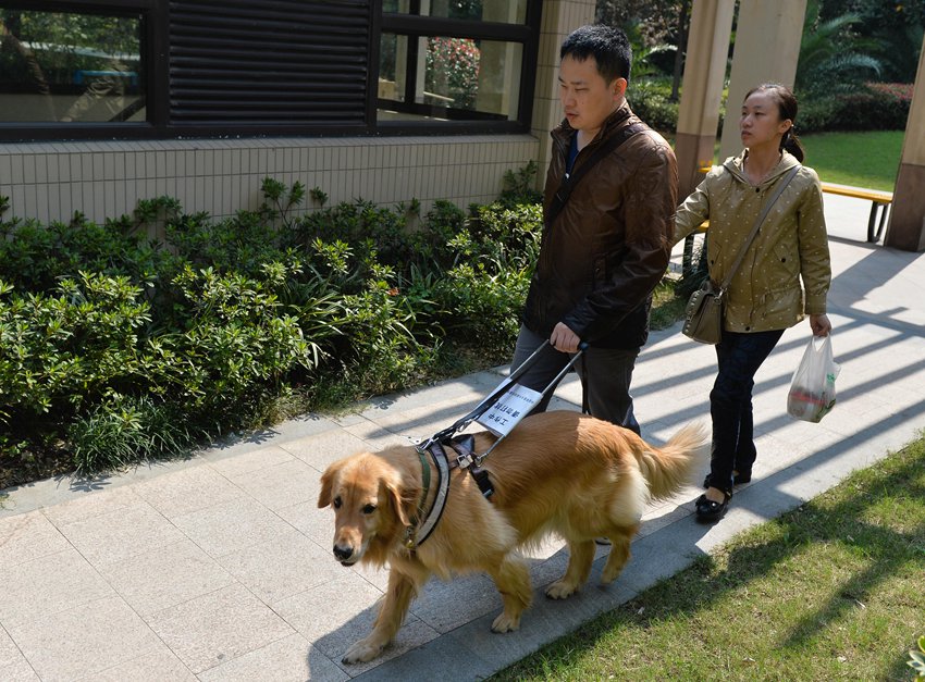 ‘You are my eyes’ - Guide dogs badly needed in China