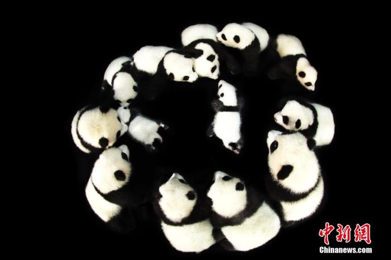 Twin Panda? Cubs Show up in Pairs