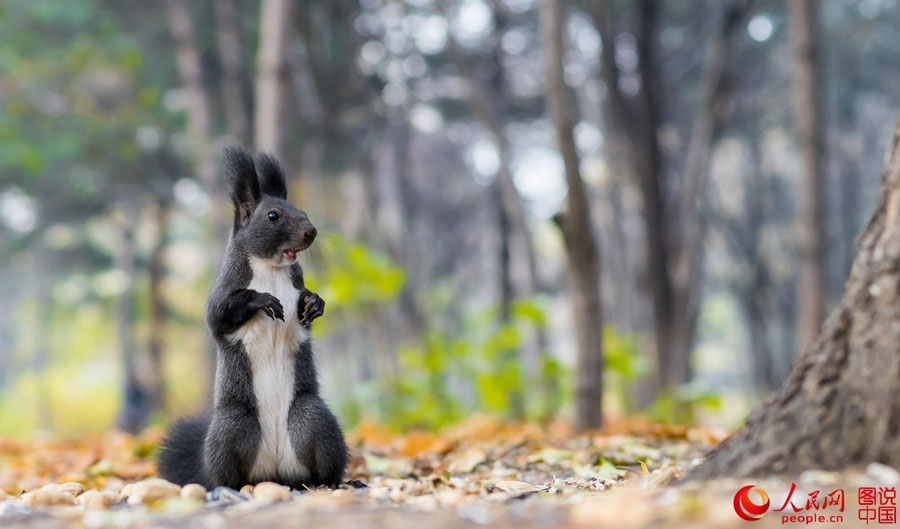Cute squirrel melts your heart