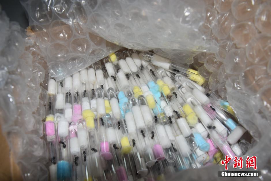 Sichuan Customs intercept 800 live ants 