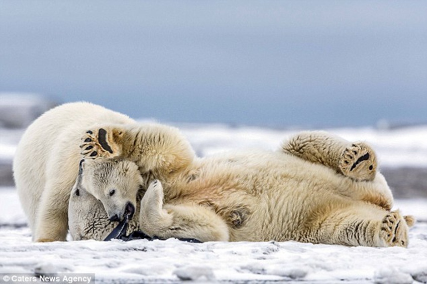 Polar bear plays with a pair of shorts after finding them near Eskimo enclave