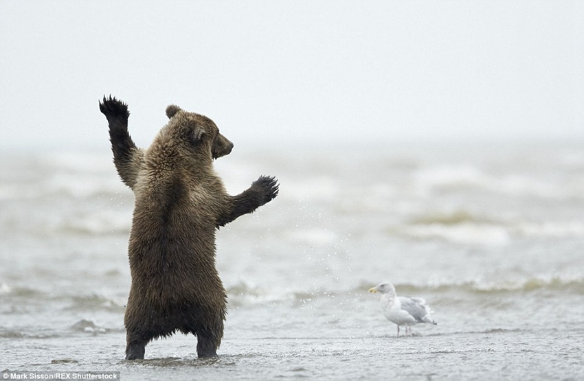 Brown bear cub in Alaska pictured throwing some shapes for the gulls