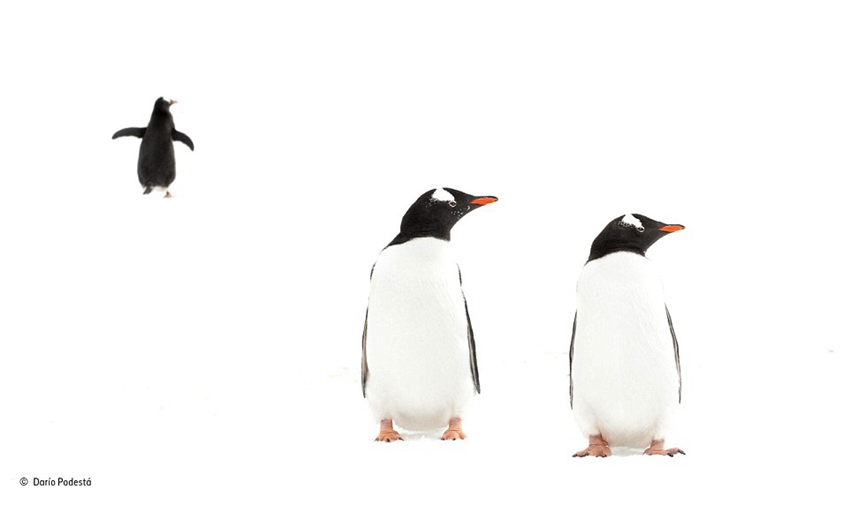 Finalists of Wildlife Photographer of the Year 2015 competition