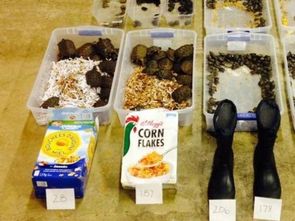 Canadian who caught with 51 turtles in his pants pleads guilty in Michigan