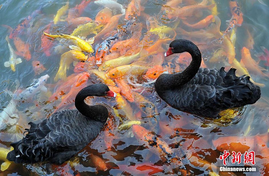 Water animals live in harmony in SE China