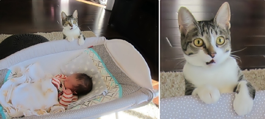 Awkward moments of cats