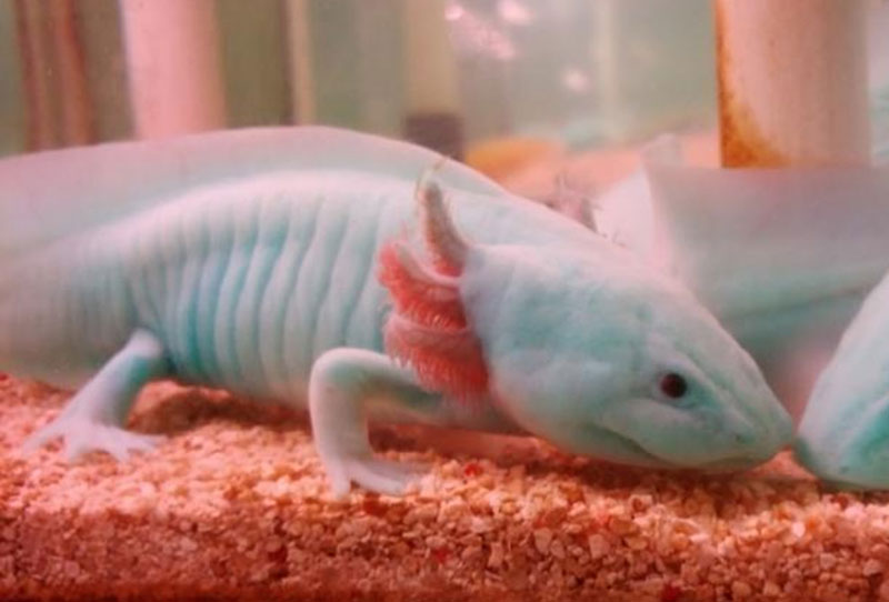 Look at the cutest dinosaur fish in Hubei!
