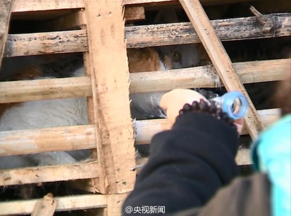 2,000 stolen cats saved by animal protection volunteers in E China