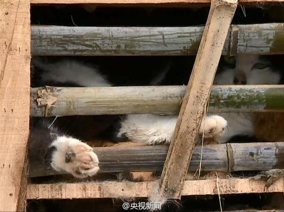 2,000 stolen cats saved by animal protection volunteers in E China