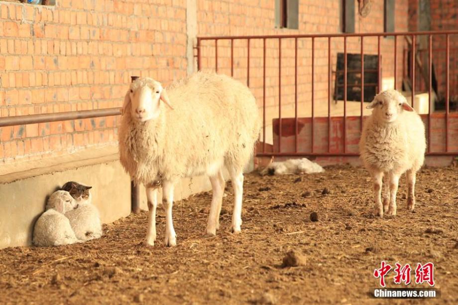 Cat cuddles with sheep to keep warm 