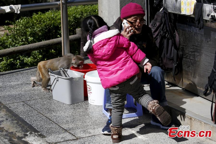 Monkeys roam free in Hong Kong