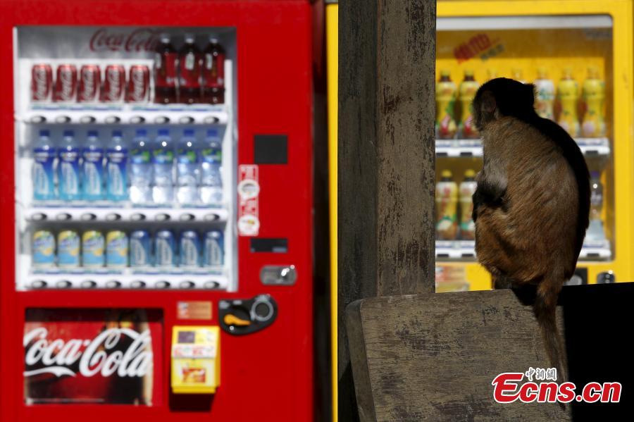 Monkeys roam free in Hong Kong