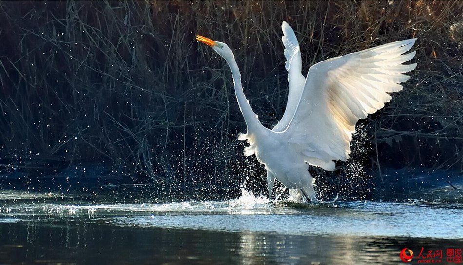 Birds in Fenhe wetland park