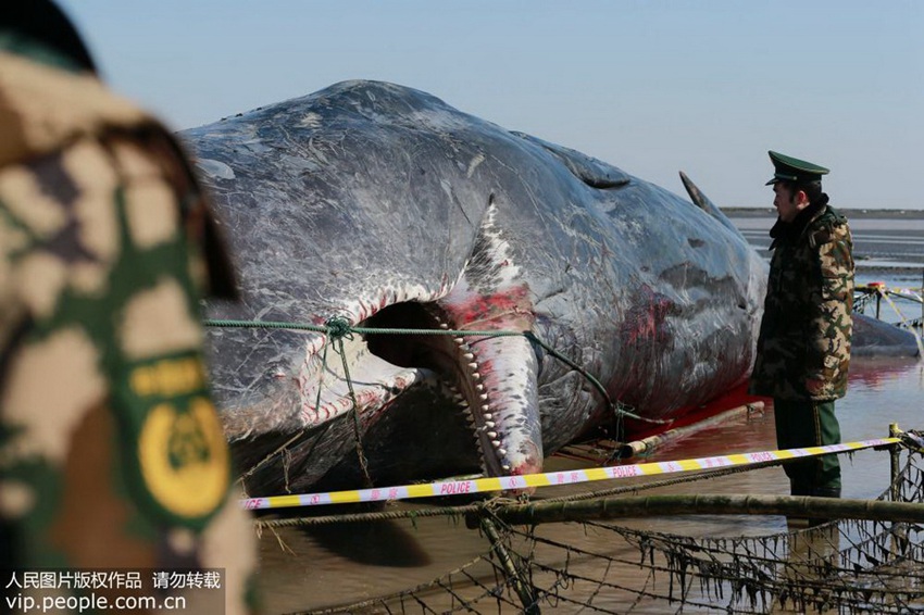 Stranded sperm whale dead in E China