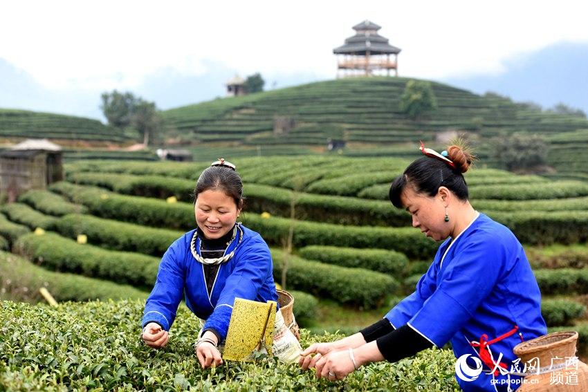 Tea farmers pick up first batch of spring tea