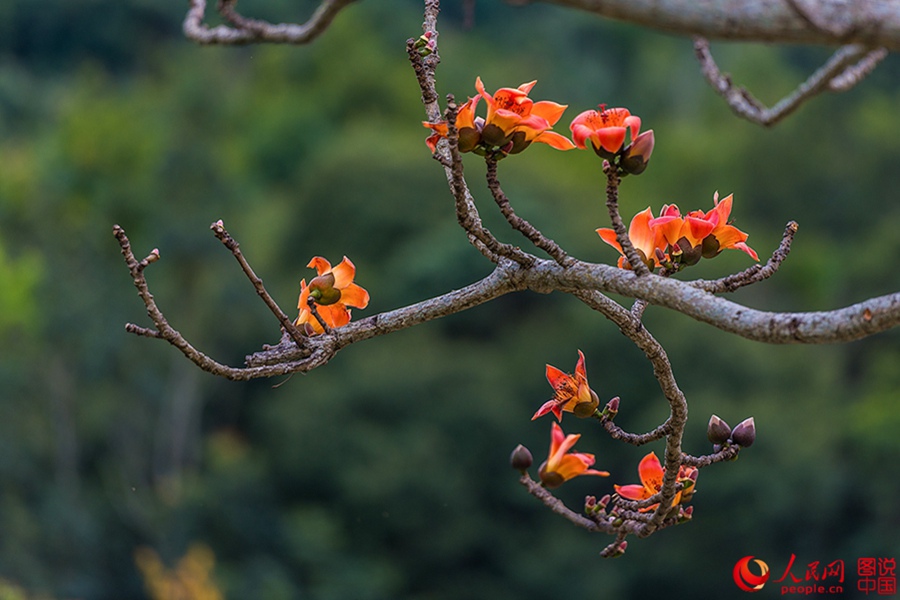 Beautiful Kapok flowers bloom in Hainan
