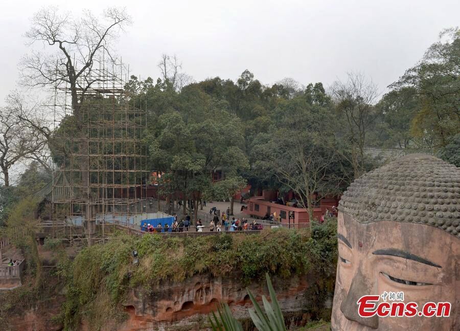 Pests threaten Leshan Giant Buddha tree