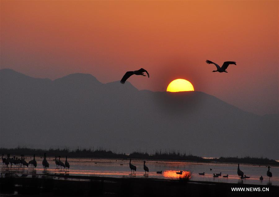 Migratory birds begin to fly northbound after wintering in SW China