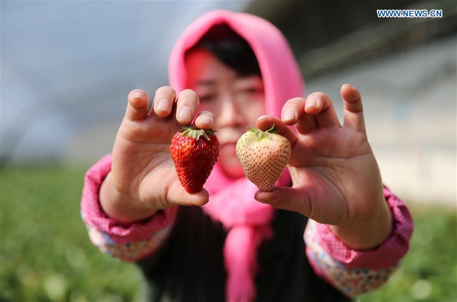 White strawberry becomes a new hit in ?China