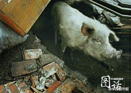 Hero pig to be preserved after death