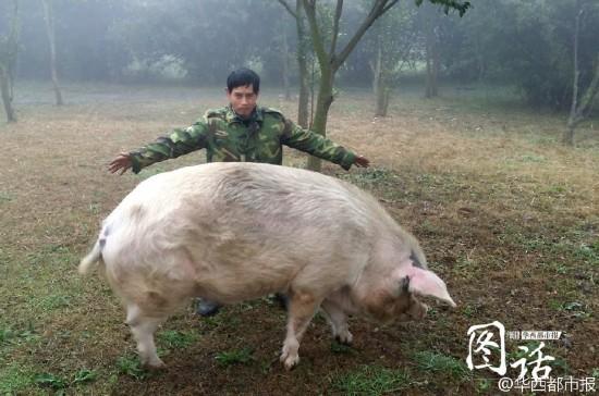 Hero pig to be preserved after death