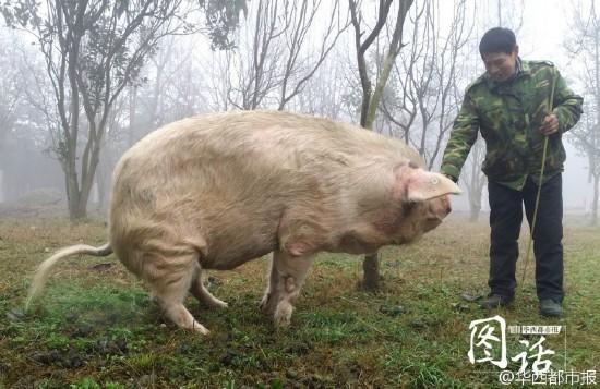 Hero pig to be preserved after death