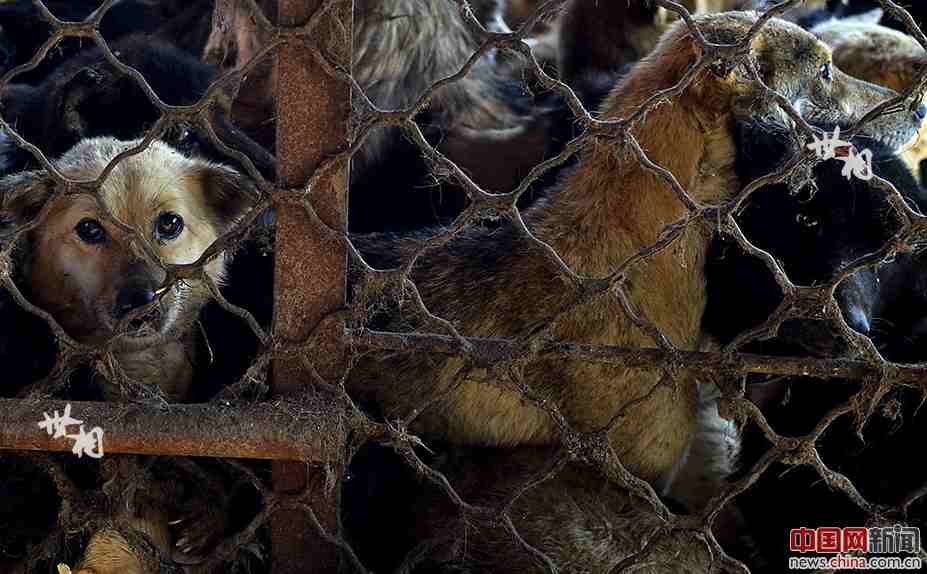 Man rescues over 5,000 abandoned dogs in three years