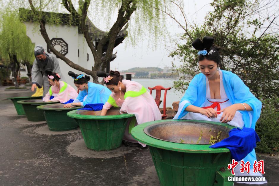 Beauties wearing Tang dynasty costume pick tea leaves 