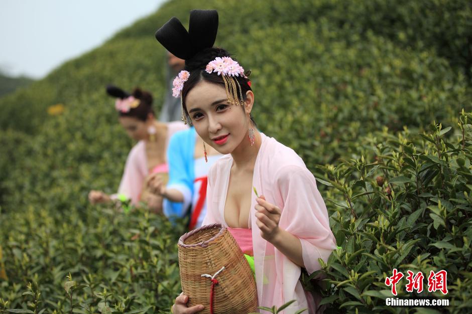 Beauties wearing Tang dynasty costume pick tea leaves 