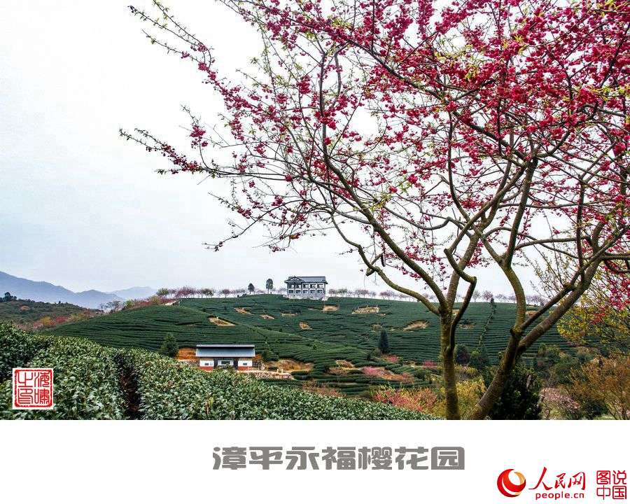 Beautiful view of cherry blossoms in SE China