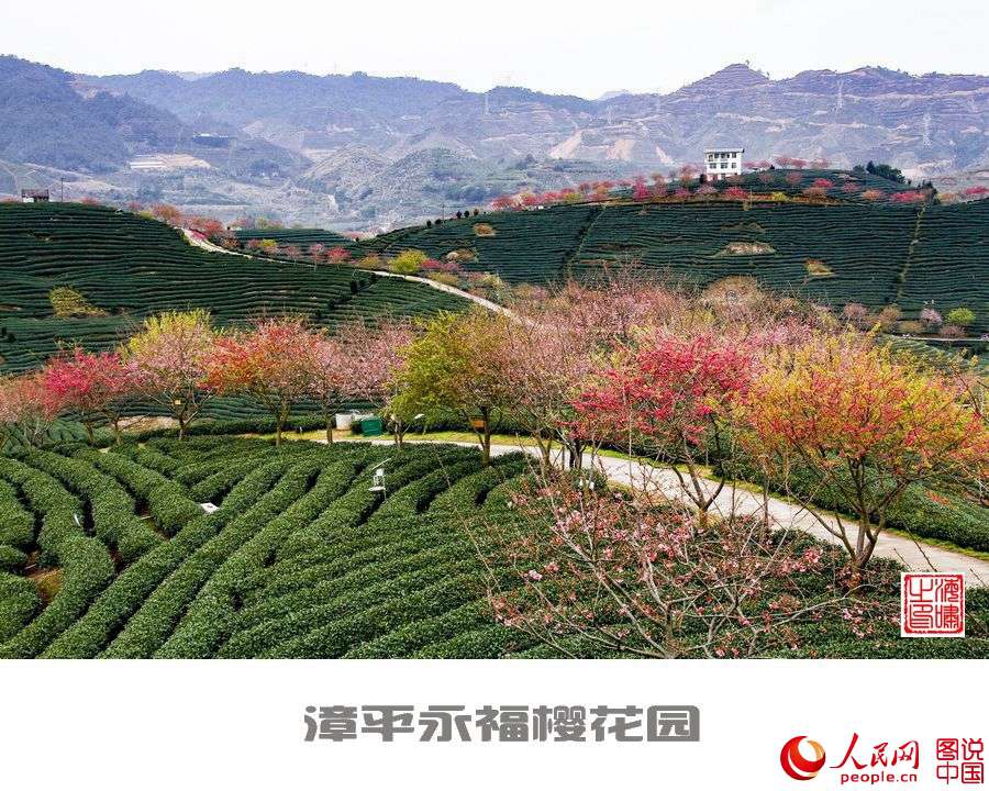 Beautiful view of cherry blossoms in SE China