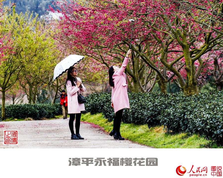 Beautiful view of cherry blossoms in SE China