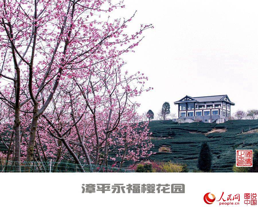 Beautiful view of cherry blossoms in SE China