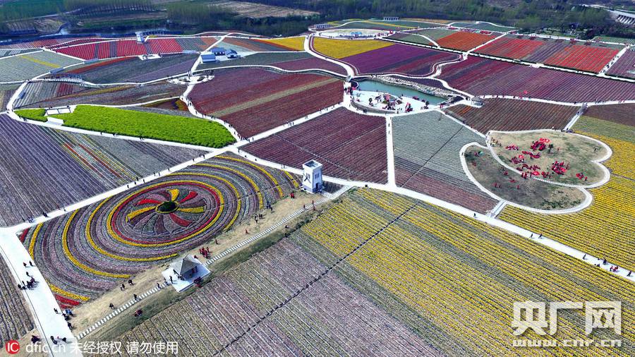 Breathtaking aerial photos of tulip blossoms in C China