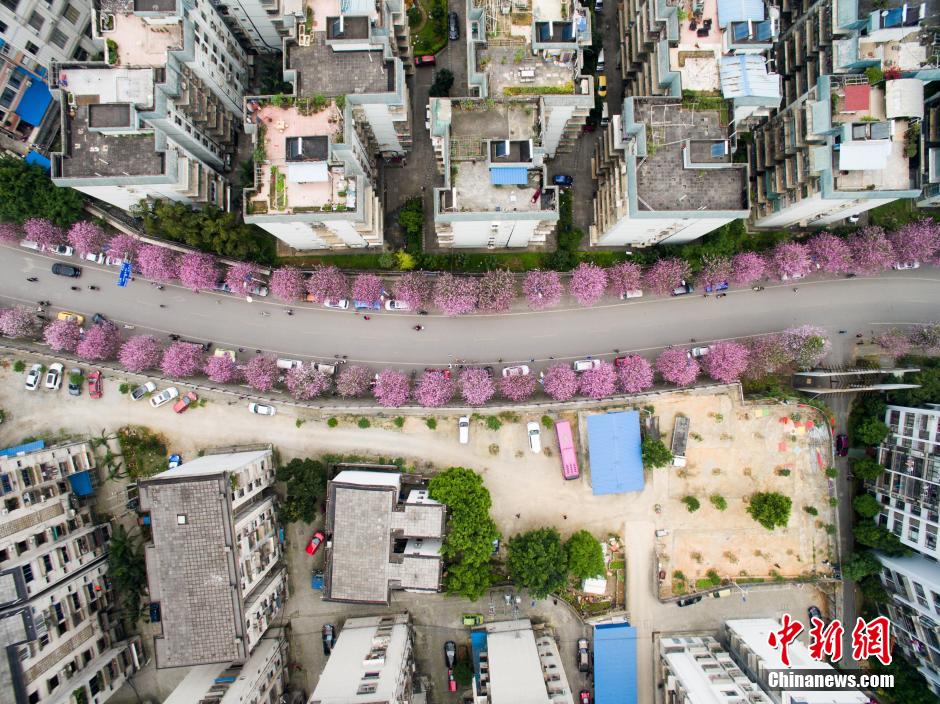 Blooming bauhinia flowers in Guangxi