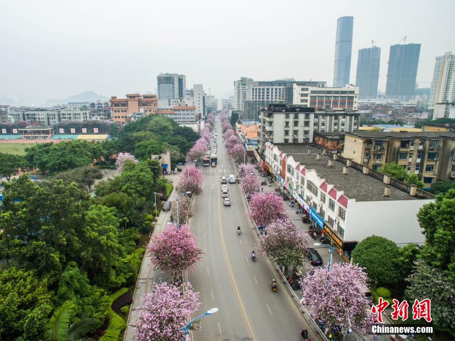 Blooming bauhinia flowers in Guangxi