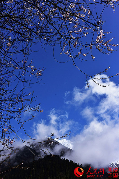 Spring scenery of Tibet