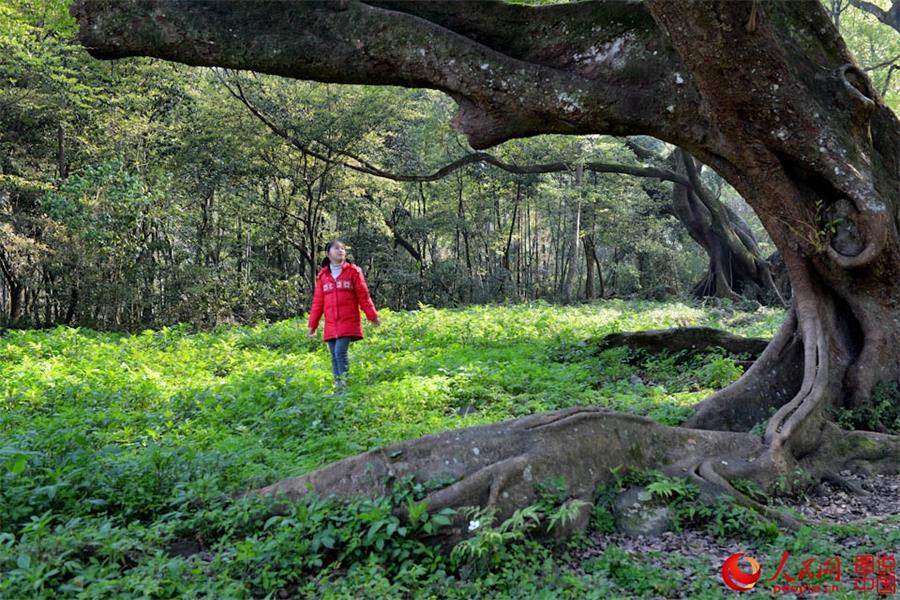 Spring scenery of Xiapu, SE China's Fujian 