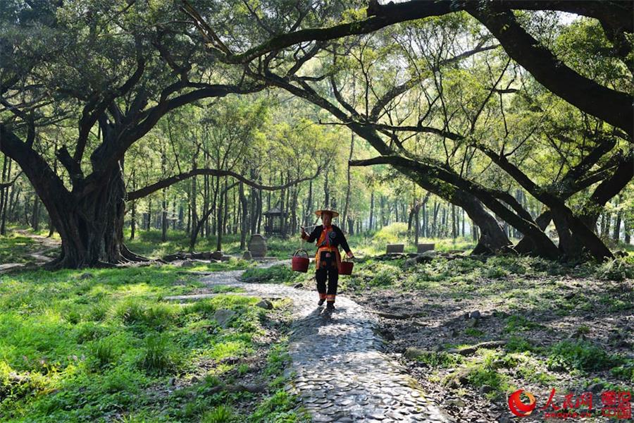 Spring scenery of Xiapu, SE China's Fujian 