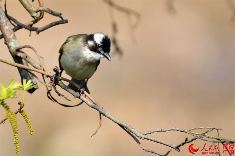 Spring scenery of Xiapu, SE China's Fujian 