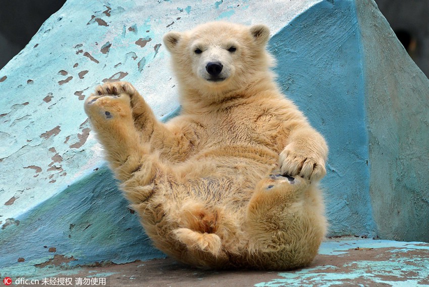 Adorable! Polar bear cub does Yoga at zoo, comes over all shy when realizing she’s being watched