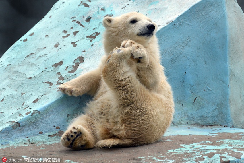 Adorable! Polar bear cub does Yoga at zoo, comes over all shy when realizing she’s being watched
